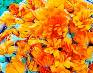 calendula.mellune