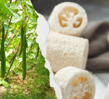 luffah-naturel-vegetal